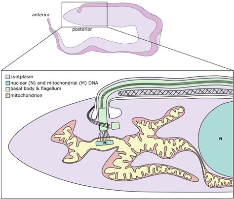 FEMSmicroBlog How Trypanosomes Keep Their Mitochondrial Genome