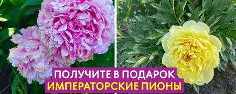Императорские пионы в подарок от питомника 2024 | ВКонтакте