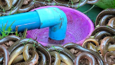 Easy Make Eels Trap Trap For Catch Eel Using Water Tank With Bait And