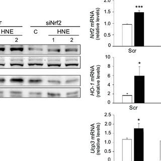 Effects Of Nrf Rna Interference On Ucp Nrf And Ho Expression