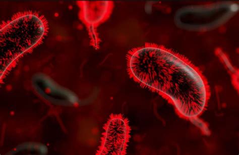 Así es la nueva bacteria vampiro letal virus que se alimenta de la