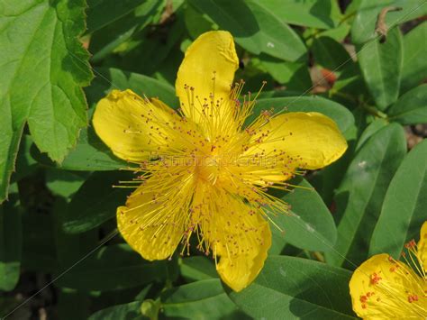 Echtes Johanniskraut Hypericum Perforatum Lizenzfreies Foto