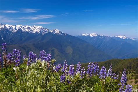 Dispersed Camping Near Olympic National Park Camperadvise