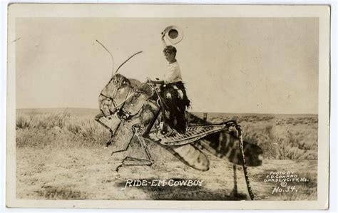 Giant Grasshoppers Plague Kansas National Museum Of American History