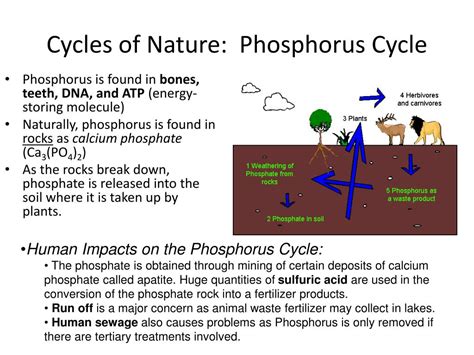 Ppt Ecology Energy Flow And Nutrient Cycles Powerpoint Presentation Id 6522076