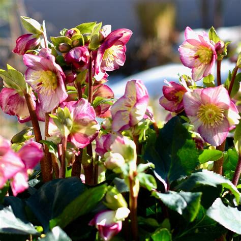 Gradina Bijoux Helleborus Ice N Roses CARLOTTA