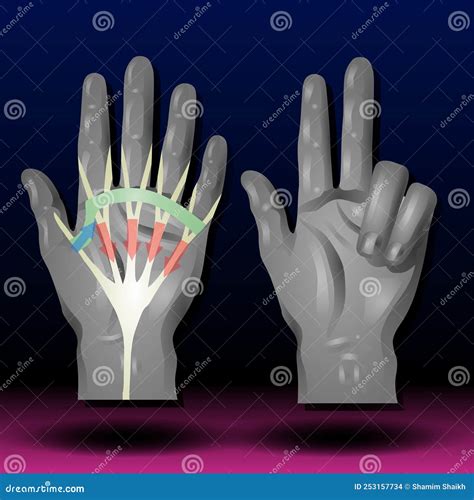 Hand Anatomy - Muscles, Structure Royalty-Free Stock Image ...