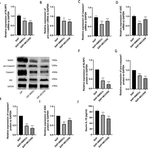 Mcc Treatment And Bmsc Transplantation Inhibited Nlrp Inflammasome