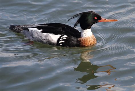 Red-breasted merganser - song / call / voice / sound.