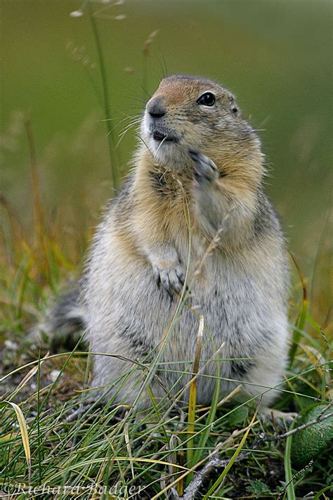 Small North American Mammals - Richard Badger Photography