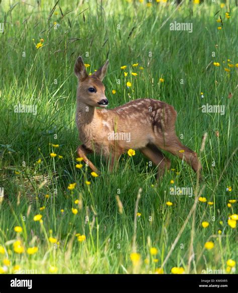 Roe Deer Doe With Fawn Stock Photo Alamy