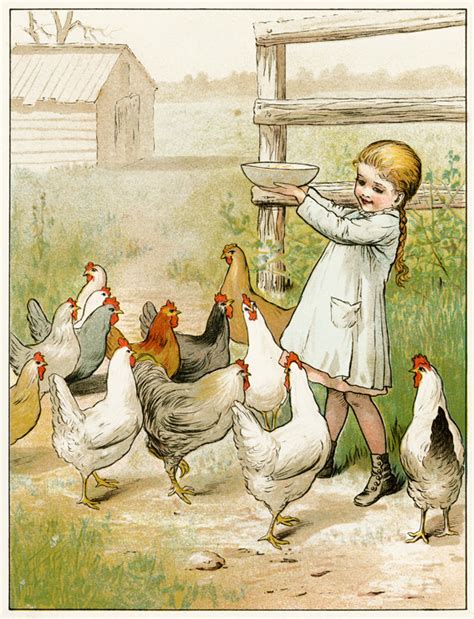 Chicken Illustration Vintage