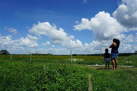 kahang organic rice eco farm resort campground reviews kluang johor