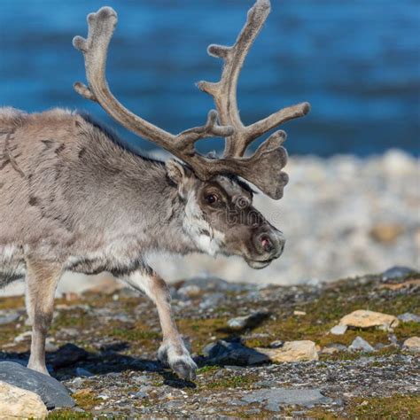 Svalbard Reindeer Raner Tarandus Platyrhynchus With Large A Stock