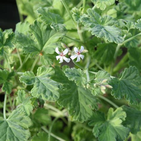 Pelargonium Creamy Nutmeg