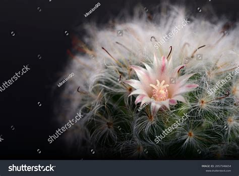 Mammillaria Bocasana Cv Multilanata Selected Cultivars Stock Photo