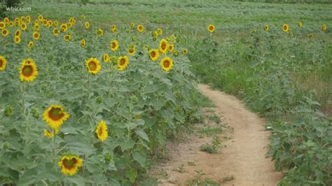 Sunflower field to bloom this summer | wbir.com