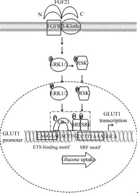 Figure 1 From Fibroblast Growth Factor 21 Expression In Mice With