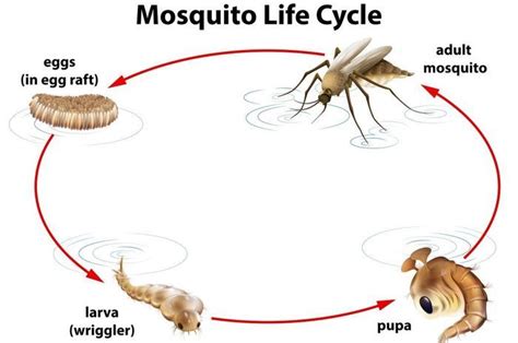 Berikut Ini Daur Hidup Nyamuk Mulai Dari Telur Hingga Nyamuk Dewasa