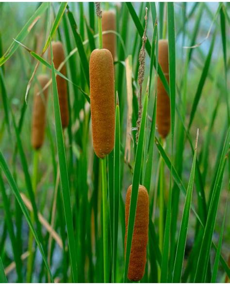 typha angustifolia hayloft
