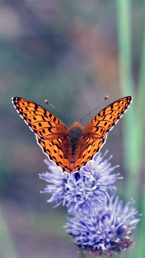 Brown Black Dots Lines Butterfly On Purple Flowers In Blur Background