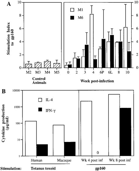 T Helper Cell Response To Hiv 1 Antigens A T Cell Proliferative