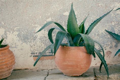 Types of Agave Plants - artisanhaus