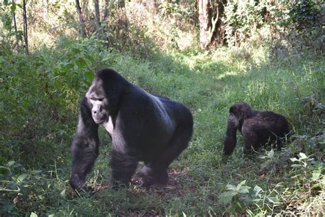 Uganda Safari | Africa wildlife, Gorilla trekking, Gorilla