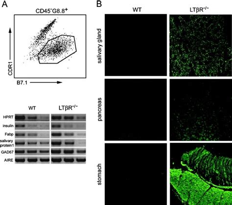 Ltβr− − Mice Show Signs Of Autoimmunity A The Facs® Plot Shows