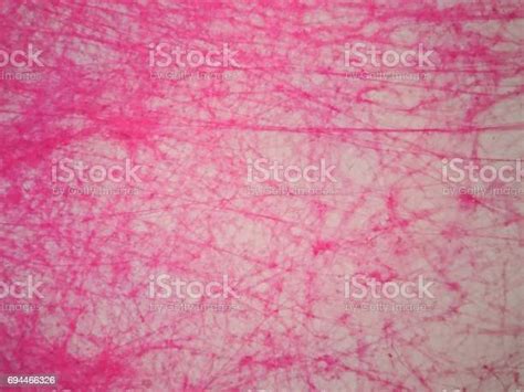 Histology Of Human Areolar Tissue Under Microscope View Stock Photo - Download Image Now - iStock