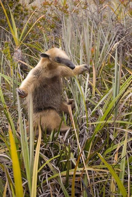 Large mammals on the summit of Auyan Tepui: The order Pilosa on the tepuis.