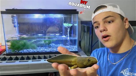 What Is The Best Aquarium Set Up For Bullfrog Tadpoles? - Aquariumia