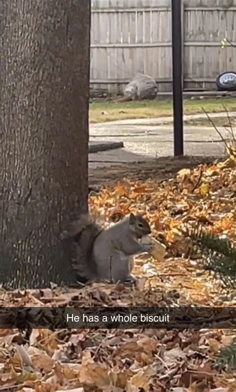 Fat Squirrel Eating A Biscuit Rfatsquirrelhate