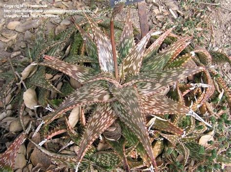 Plantfiles Pictures Aloe Hybrid Aloe Jucunda X Harlana By Palmbob