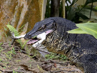 Water Monitor