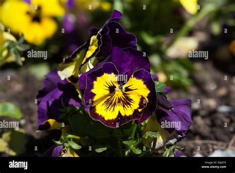 Garden Pansy Viola Tricolor Var Hortensis Stock Photo Alamy