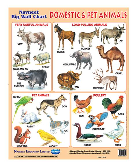 Navneet Big Wall Chart - Domestic And Pet Animals (70cm x 54cm ...