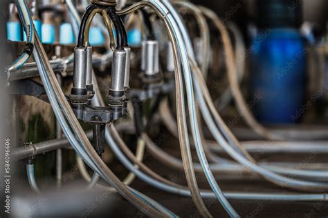 Modern Equipment For Milking Cows On A New Farm The Process Of Milking