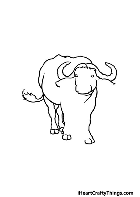 Buffalo Animal Drawing