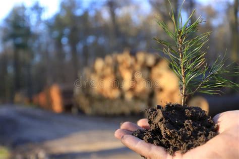 Pine Tree Seedling In Hand Concept Of The New Forest Stock Photo