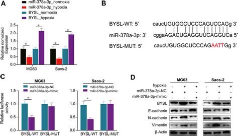 Frontiers Hypoxia Induced Mir 378a 3p Inhibits Osteosarcoma Invasion