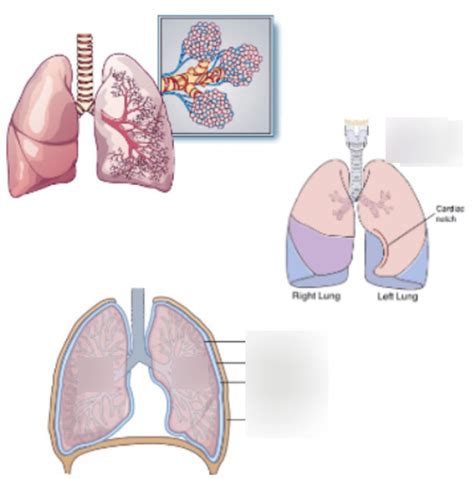 Anatomy Quiz 5 Diagram Lungs Diagram Quizlet