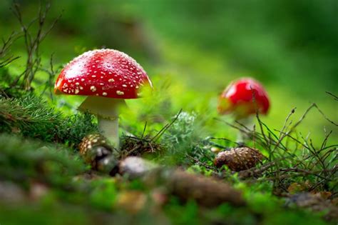 Study Shows Mushrooms Can Learn Make Decisions Function As