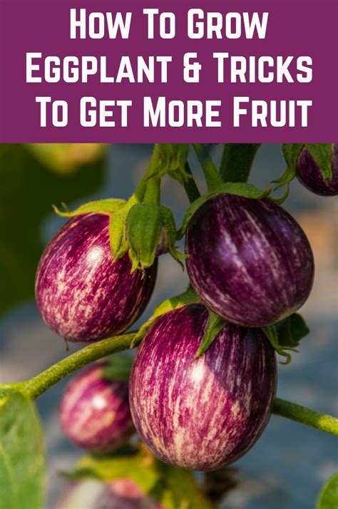 How To Grow Eggplant And Tricks To Get More Fruit Growing Eggplant Eggplant Growing Vegetables