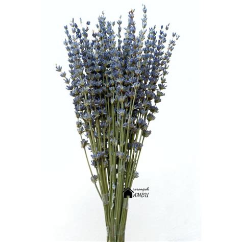 Jual bunga Lavender kering / dried lavender / dried flower / bunga ...