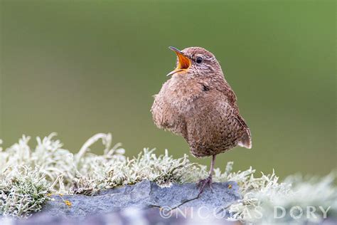 Singing Shetland Wren Shetland Shetland Islands Birds