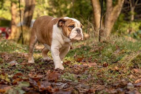 Discover The Top 6 Largest Bulldog Breeds A Z Animals