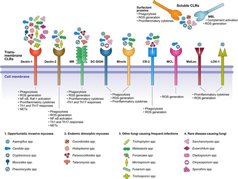 Frontiers The Interaction Of Human Pathogenic Fungi With C Type