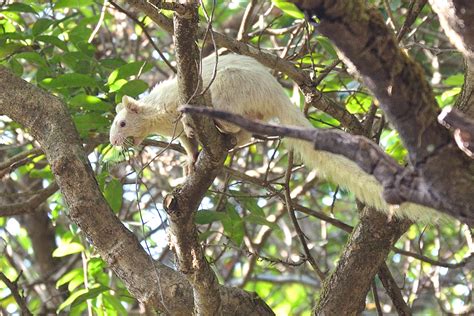 Leucistic Malabar Giant Squirrel, Mahableshwar | Conservation India