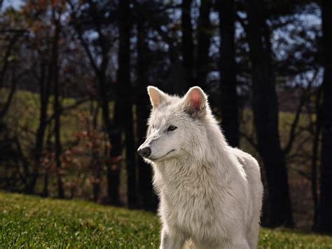 Is this really a dire wolf? Here’s how the ‘de-extinct’ pups compare to ...